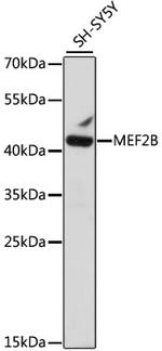 MEF2B Polyclonal Antibody