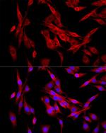 MEIS1 Antibody in Immunocytochemistry (ICC/IF)