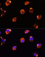 MFGE8 Antibody in Immunocytochemistry (ICC/IF)