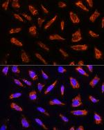 MFGE8 Polyclonal Antibody