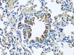 MFGE8 Antibody in Immunohistochemistry (Paraffin) (IHC (P))