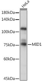 MID1 Antibody in Western Blot (WB)