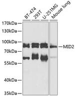 MID2 Polyclonal Antibody