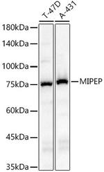 MIPEP Polyclonal Antibody