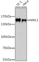 MKL1 Antibody in Western Blot (WB)