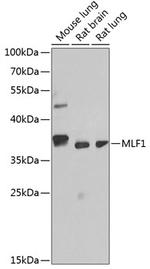 MLF1 Antibody in Western Blot (WB)