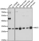 MLF2 Antibody in Western Blot (WB)