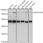 AF9 Polyclonal Antibody