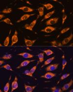 MMP25 Polyclonal Antibody