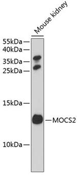 MOCS2 Polyclonal Antibody