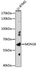 MON1B Polyclonal Antibody