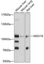 MOV10 Polyclonal Antibody