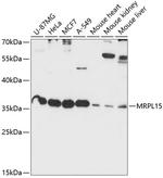 MRPL15 Polyclonal Antibody
