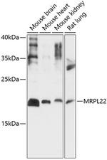 MRPL22 Antibody in Western Blot (WB)