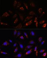 MRPL23 Polyclonal Antibody
