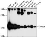 MRPL23 Antibody in Western Blot (WB)