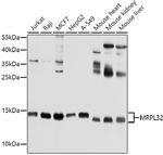 MRPL32 Antibody in Western Blot (WB)