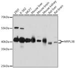 MRPL38 Antibody in Western Blot (WB)