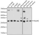MRPL46 Antibody in Western Blot (WB)