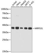 MRPS31 Antibody in Western Blot (WB)