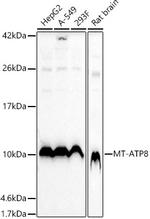 MT-ATP8 Antibody in Western Blot (WB)
