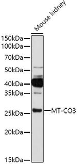 COX3 Polyclonal Antibody