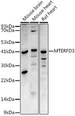 MTERFD3 Polyclonal Antibody