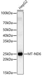 MT-ND6 Antibody in Western Blot (WB)