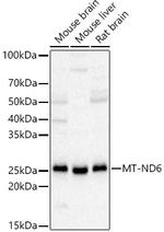 MT-ND6 Antibody in Western Blot (WB)