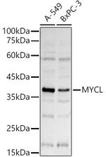 L-Myc Polyclonal Antibody