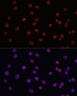 MYCT1 Antibody in Immunocytochemistry (ICC/IF)