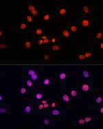 MYCT1 Polyclonal Antibody