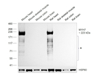 MYH7 Antibody