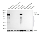 MYH7 Antibody in Western Blot (WB)