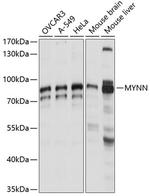 MYNN Polyclonal Antibody