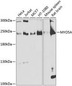 MYO5A Polyclonal Antibody