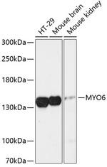 MYO6 Polyclonal Antibody