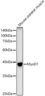MYOD Polyclonal Antibody