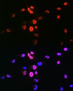 MYOD Antibody in Immunocytochemistry (ICC/IF)
