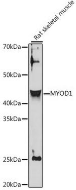 MYOD Antibody in Western Blot (WB)