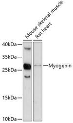 Myogenin Antibody in Western Blot (WB)