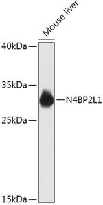 N4BP2L1 Polyclonal Antibody