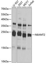 N6AMT2 Antibody in Western Blot (WB)