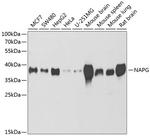 NAPG Polyclonal Antibody