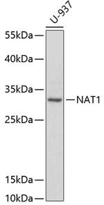 NAT1 Polyclonal Antibody