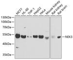 NEK3 Antibody in Western Blot (WB)