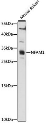 NFAM1 Polyclonal Antibody