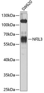 NFIL3 Antibody in Western Blot (WB)