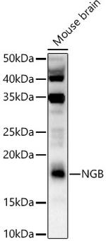 NGB Polyclonal Antibody