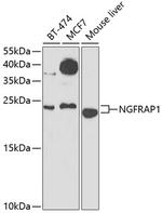 NADE Antibody in Western Blot (WB)